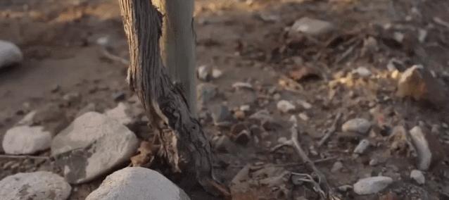 一瓶真正的自然酒的诞生丨Zorzal酒庄专访