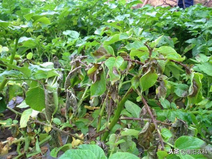 灰霉霜霉病的特效药,灰霉病和霜霉病的特效药一样吗