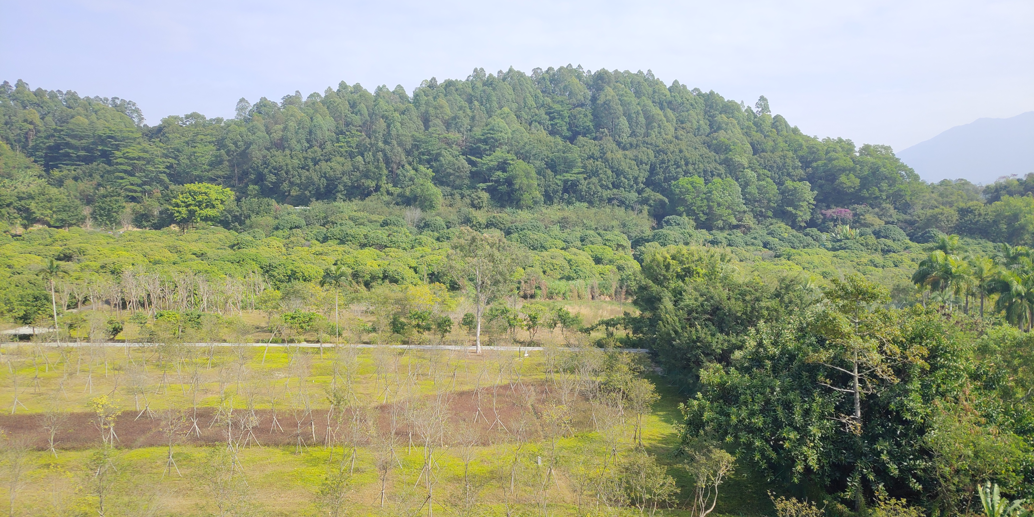 深圳罗湖绿道淘金山绿道攻略,深圳梧桐山绿道徒步攻略