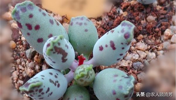 类似婴儿手指的多肉,跟婴儿手指类似的多肉品种