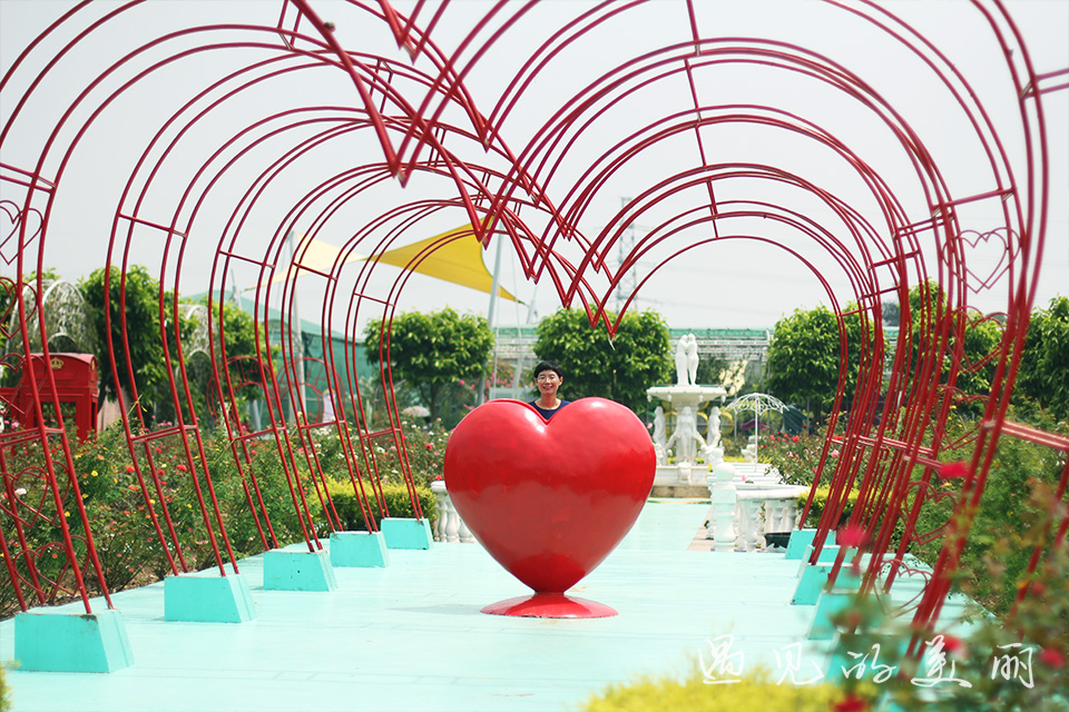 百万葵园有多坑,百万葵园免门票