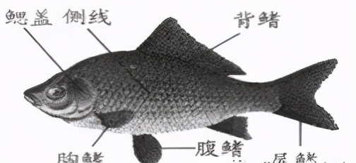 八年级上册生物期末必考的知识点,八年级上册生物性状的遗传知识点