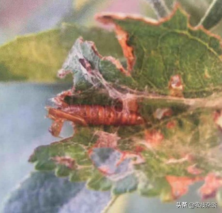 苹果小卷叶蛾的各时期危害图片,卷叶蛾危害特点