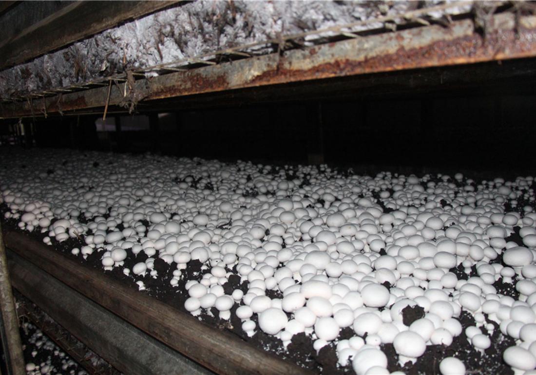 双孢菇原料配方,双孢菇栽培条件