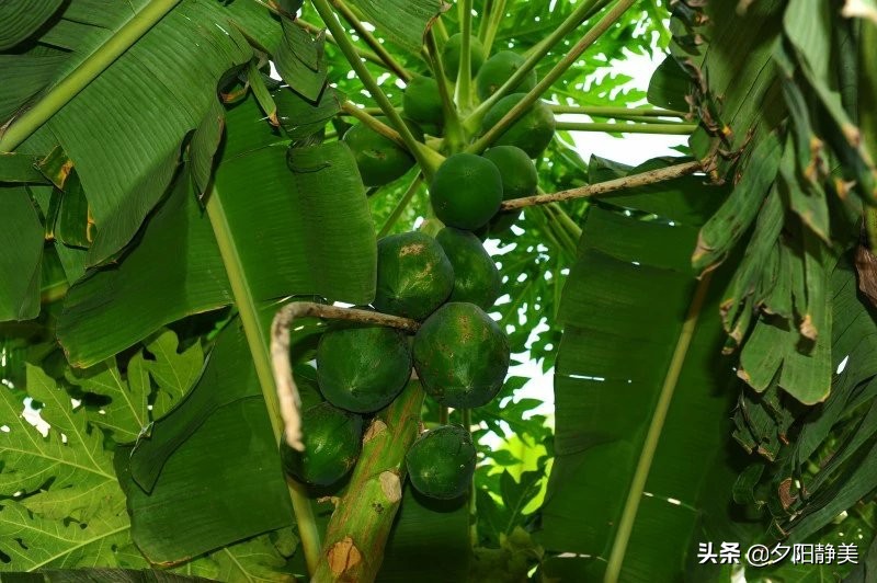 我的海南之旅全集,海南天赐上湾怎么样