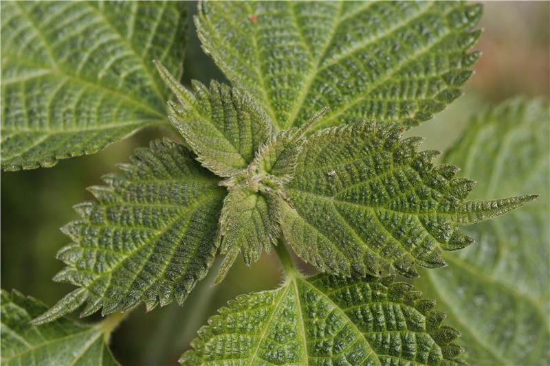 春节好饭,春节乡下美食攻略