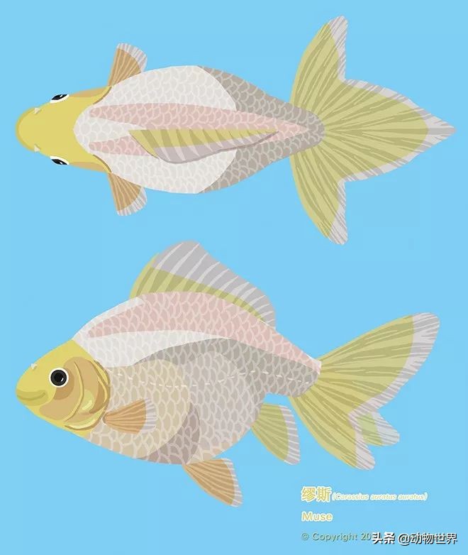 大金鱼品种及图片大全,体型较小的金鱼品种及图片