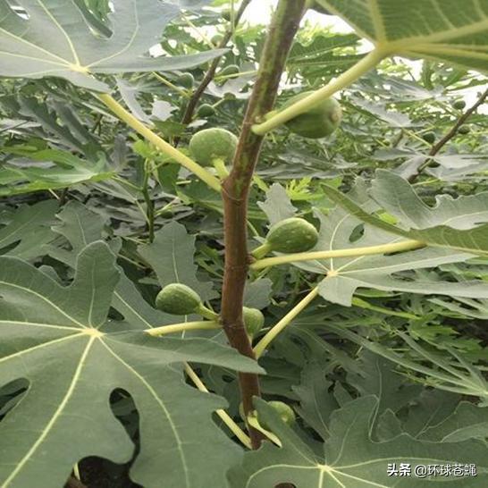 不求外在荣华，只求在基督里长进！关于无花果，你知道多少？