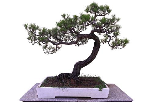 最简单制作盆景的入门技巧,制作盆景方法与注意事项