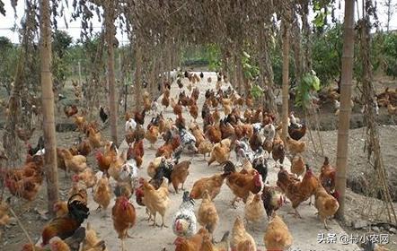 养鸡的利润与成本真实科普,现在养鸡的成本和利润是多少