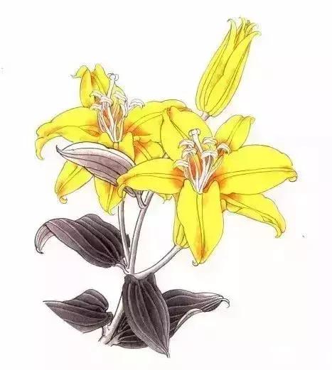 工笔百合花朵设色步骤,工笔重彩油画百合