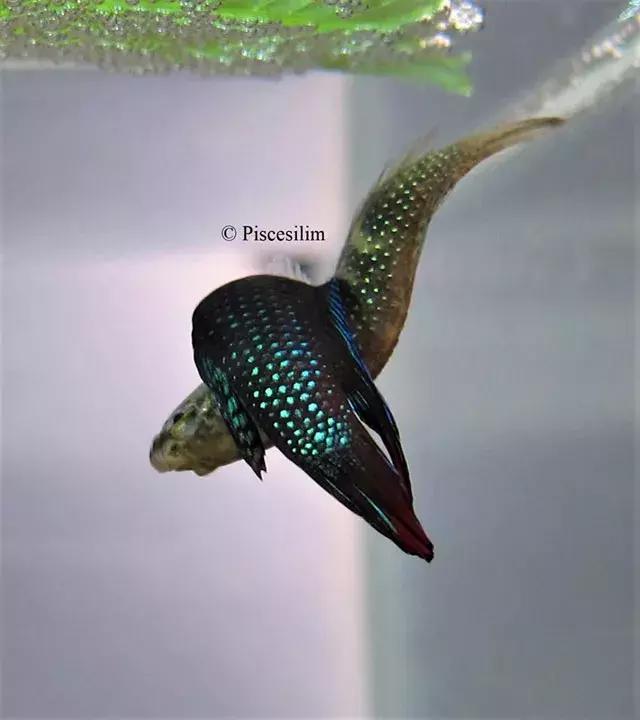 原生资讯｜和平与战争的使者-英贝利斯斗鱼