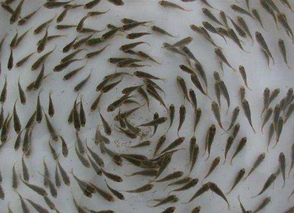 一亩鱼塘养殖草鱼一年收入,一亩鱼塘养殖黄骨鱼可以赚多少钱