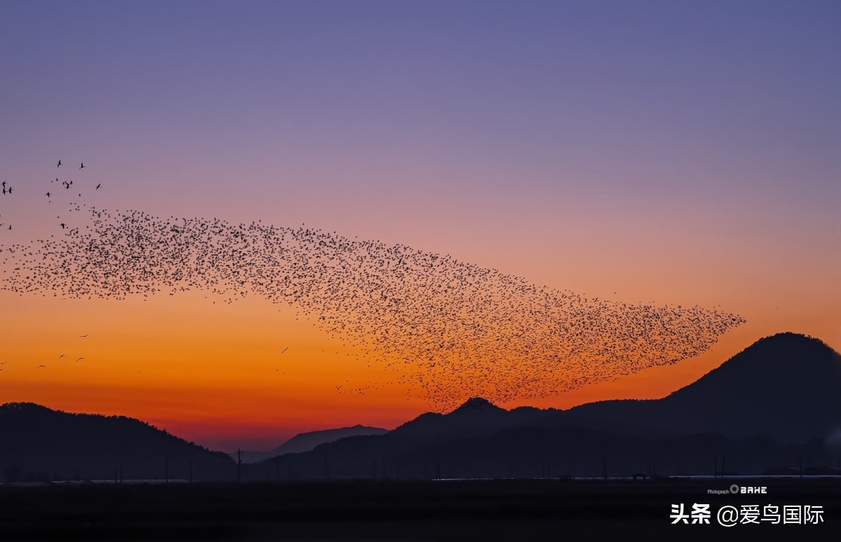 观鸟大年作品集,观鸟大年完整版