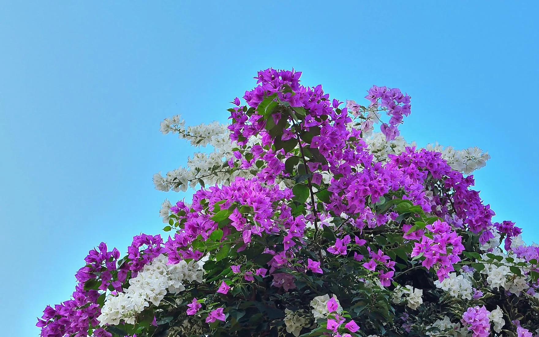 五月适合种花吗,五月养什么花