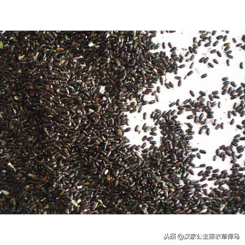 薰衣草种子生长全过程,芳香植物的养殖方法