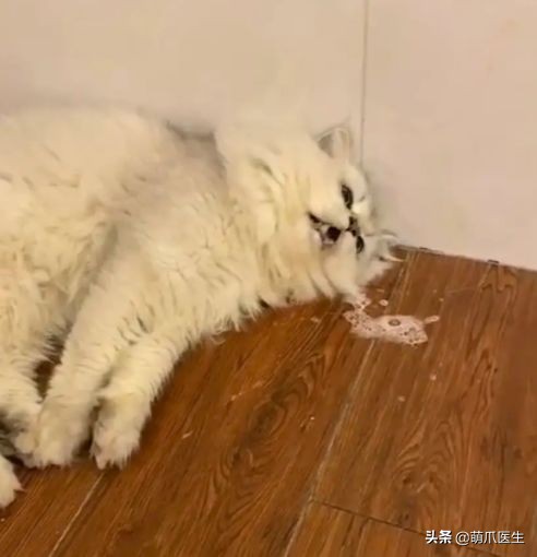 哪个品牌的猫粮把猫吃死了,go猫粮出事后怎么办
