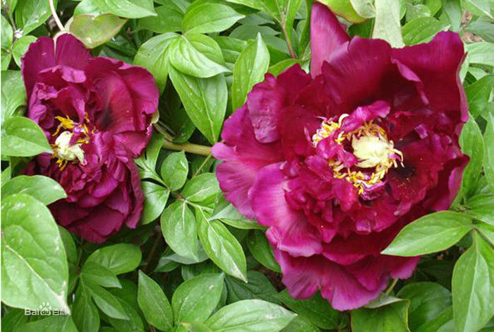 青龙卧墨池牡丹花,青龙卧墨玉牡丹