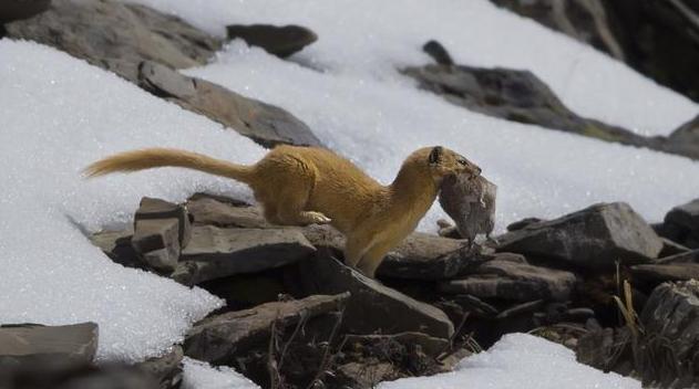 为什么黄鼠狼老一辈说不能杀,为什么老一辈的都说黄鼠狼不能杀