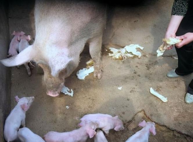 猪拉稀不食的治疗视频,猪拉稀又不吃食怎么办打什么针