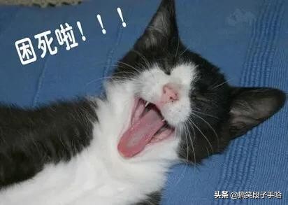 搞笑GIF：猫头鹰也是呆萌的动物，只能看不能养！