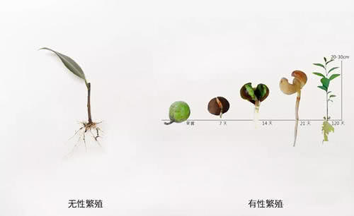 为什么地球上大部分生物都是有性繁殖的，无性繁殖为什么很少？