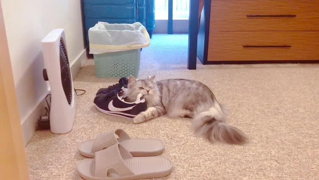 猫咪喜欢铲屎官是怎么回事,猫咪铲屎官要知道的知识