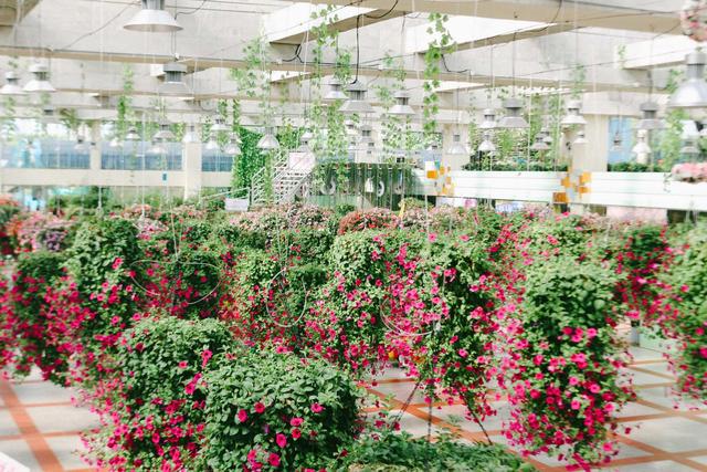 广州南沙百万葵园,广州百万葵园景点图片大全