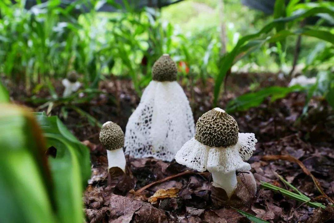 最好吃的十大山珍,八种顶级山珍