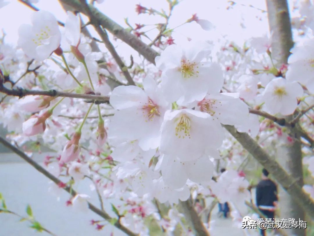 清凉寨樱花烂漫,清凉寨野景