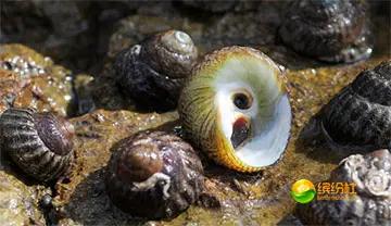 舟山海鲜攻略2天1晚住宿自由行,舟山最好的海鲜