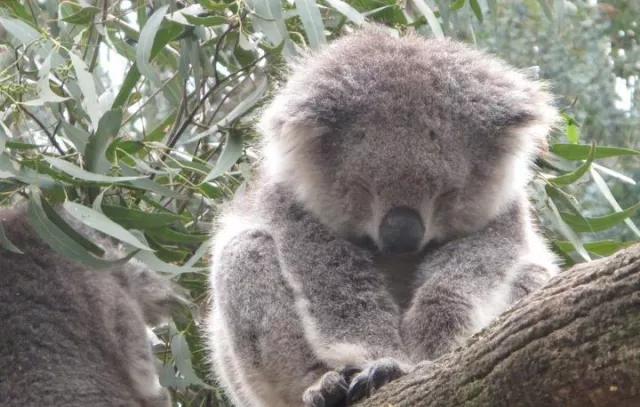 墨尔本大洋路自驾游攻略,墨尔本企鹅岛自驾攻略