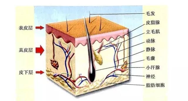 发根从毛囊里掉了还会长出来吗,毛囊有小白点是坏死吗