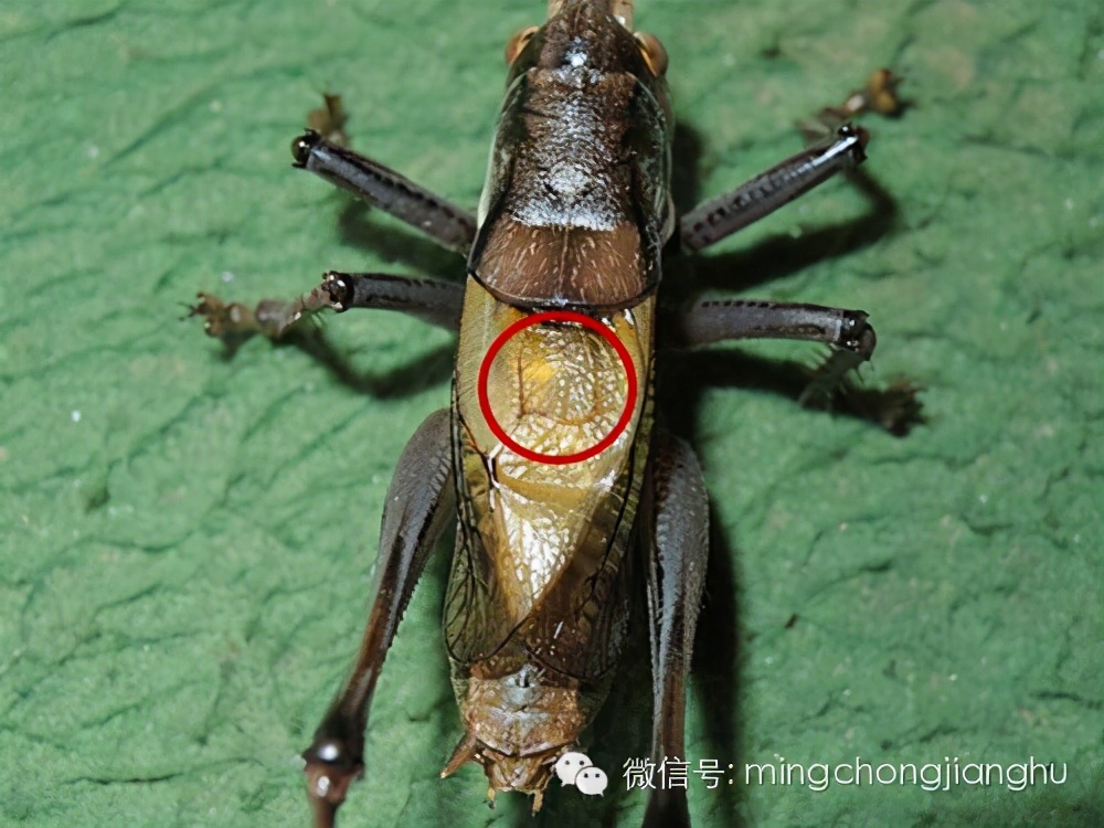 冬蝈蝈怎么挑选,介绍蝈蝈的说明方法