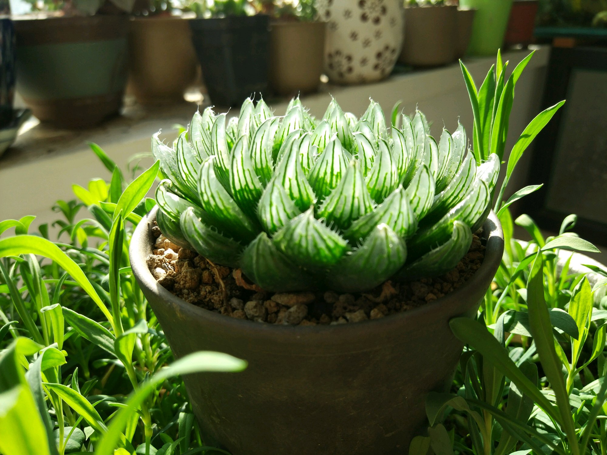 冰灯玉露叶片干瘪可以剪掉么,开花的玉露叶片干瘪了怎么办