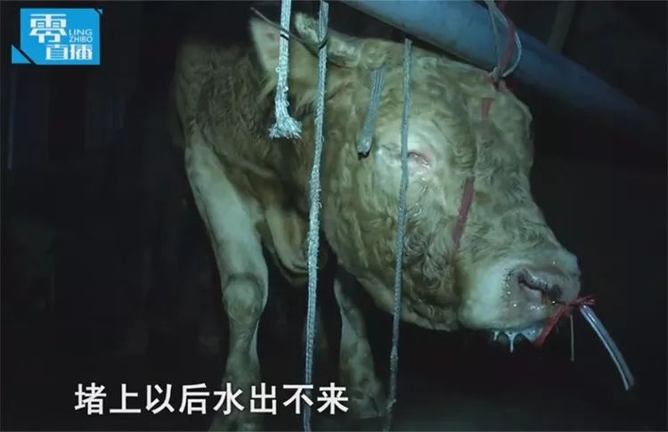 给活牛注水致死牛肉能吃吗,活牛注水后的牛肉