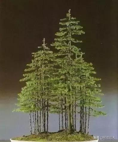 丛林式精品盆景欣赏,丛林盆景浅盆