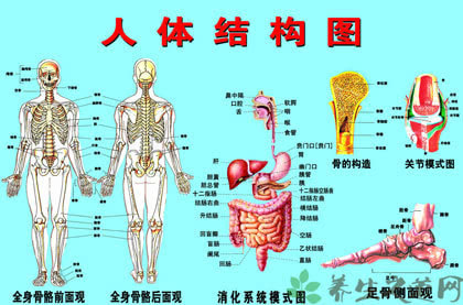 人的后背五脏六腑分布图,人体五脏六腑穴位分布图