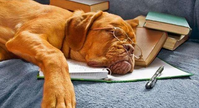 狗狗的这几个动作说明它要咬人,狗狗这几个举动是在喊救命