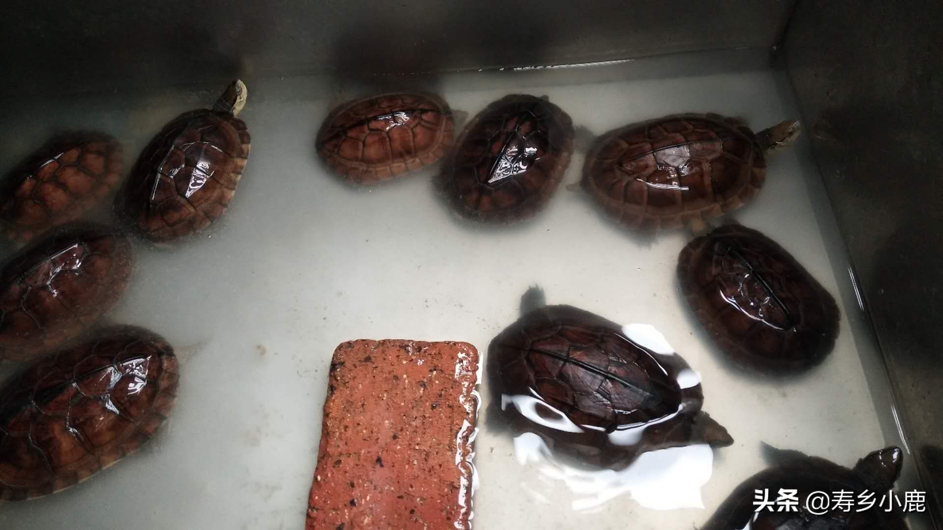 石金钱龟跌落神坛,跌落神坛的宝石