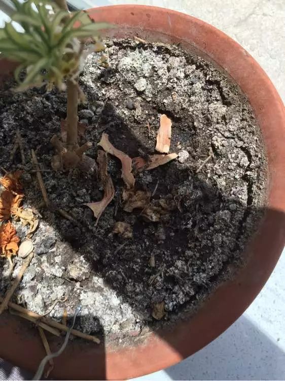 花土碱性大的原因和解决方法,花土是深层土好还是浅层土好