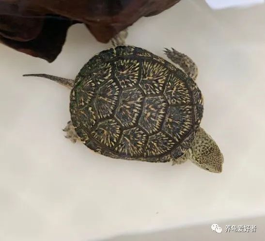 鳄鱼龟怎么养长得快,你知道怎么养乌龟吗