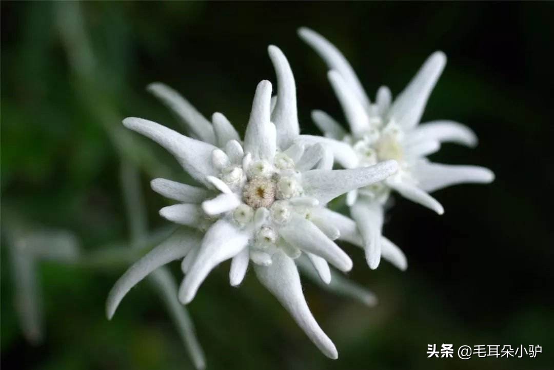 春风一阵至，敢与百花争，各国民族文化和精神象征的国花（8）