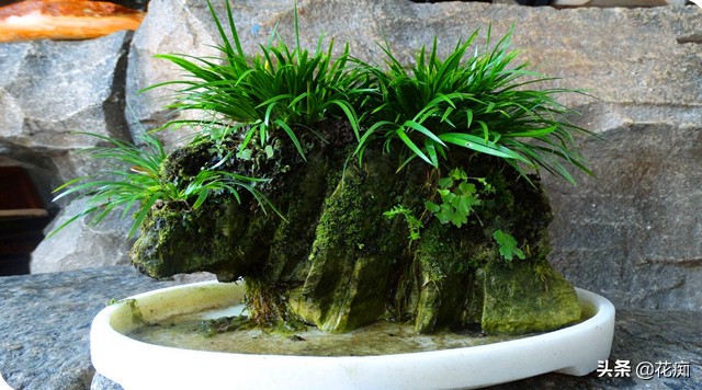 上水石上面栽什么植物好看,上水石上的绿植挡住了好吗