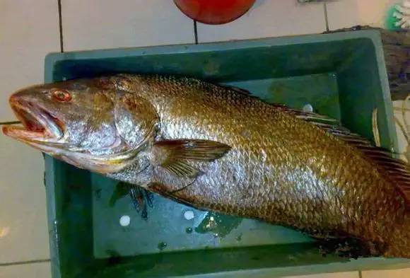 史上最全海鲜视频,史上最全海鲜贝类大全