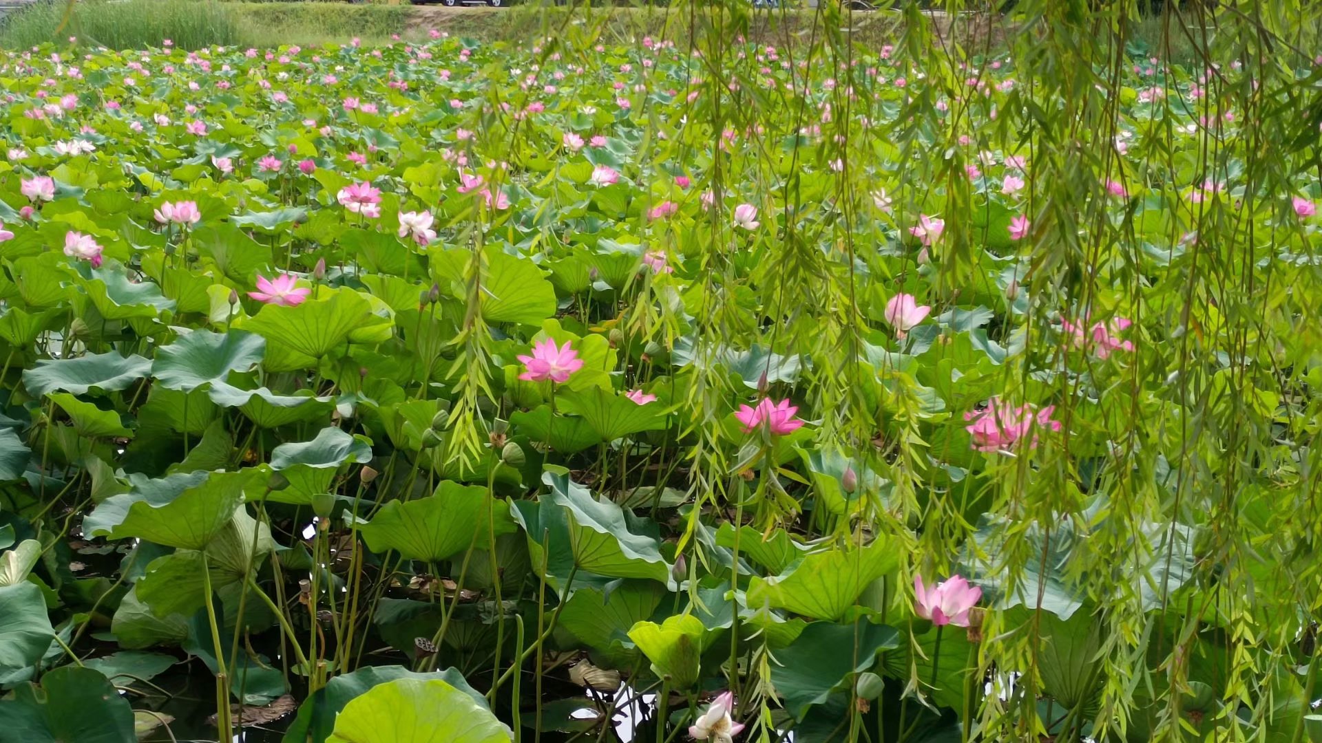 出淤泥而不染濯清涟而不妖歌曲,出淤泥而不染濯清涟而不妖意思