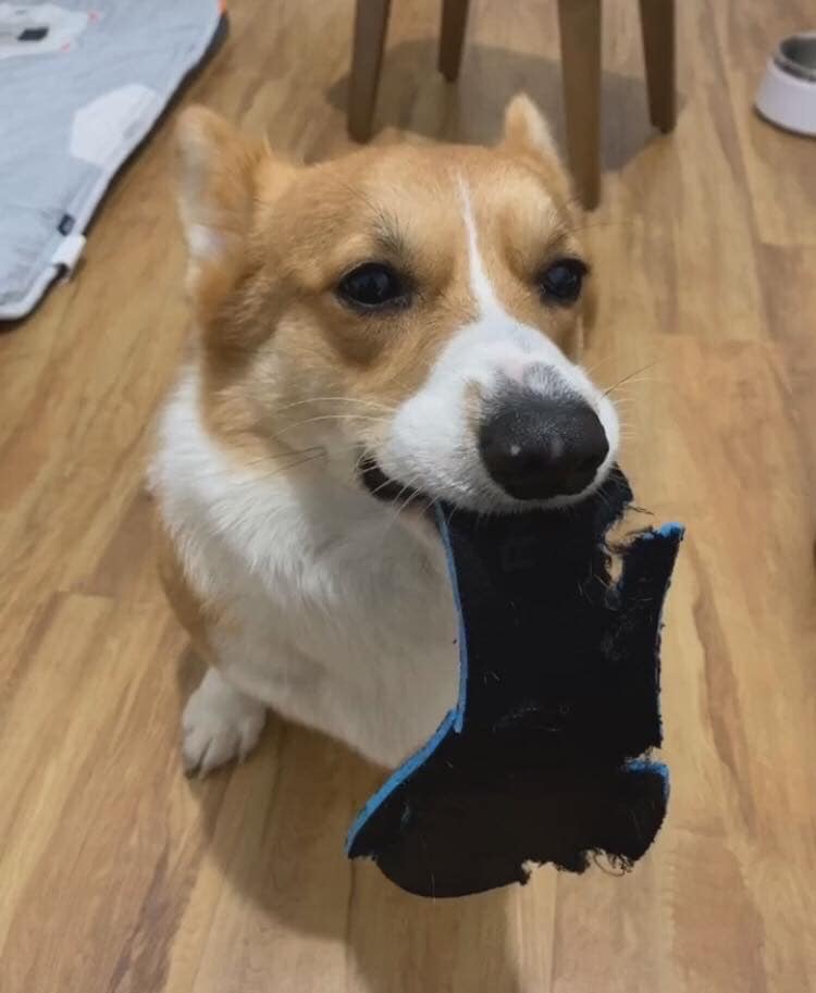 柯基犬咬主人脚,柯基咬黑狗猫猫反击