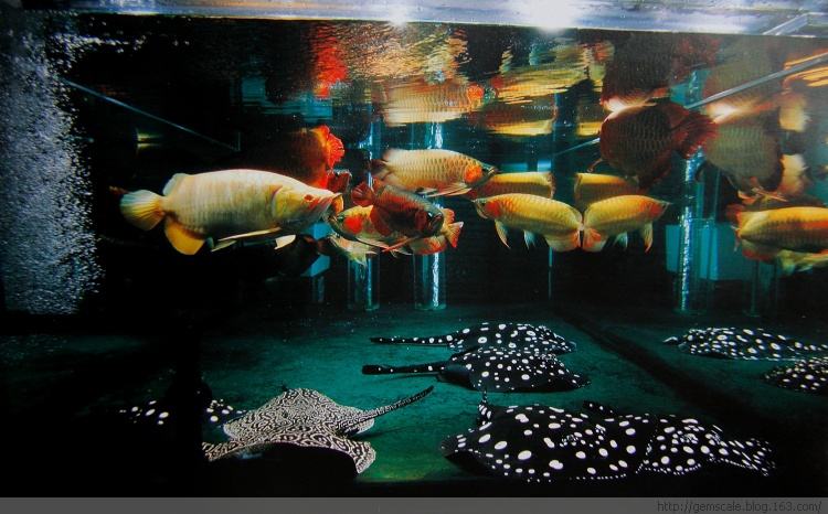 小龙鱼饲养技巧,小龙鱼饲养空间