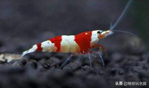 养观赏虾的正确方法和注意事项,适合新手饲养的观赏虾