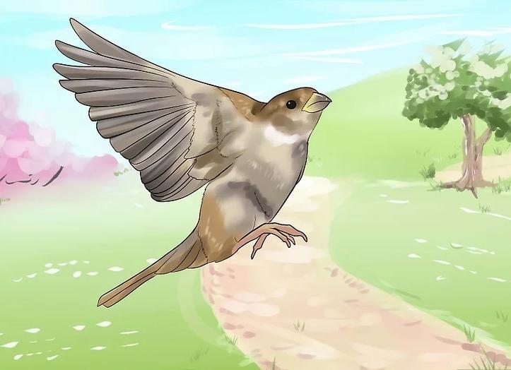 你有没有养过小动物,你有没有想过要养一只猫